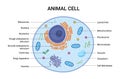 Vector illustration of the Animal cell anatomy structure. Educational infographic Royalty Free Stock Photo
